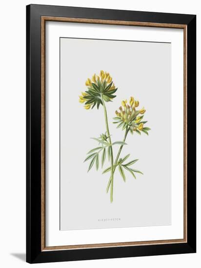 Kidney-Vetch (Chromolitho)-Frederick Edward Hulme-Framed Giclee Print