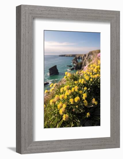 Kidney vetch flowering on cliff tops, Cornwall, UK-Ross Hoddinott-Framed Photographic Print