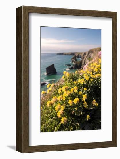 Kidney vetch flowering on cliff tops, Cornwall, UK-Ross Hoddinott-Framed Photographic Print