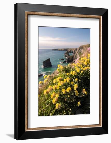 Kidney vetch flowering on cliff tops, Cornwall, UK-Ross Hoddinott-Framed Photographic Print