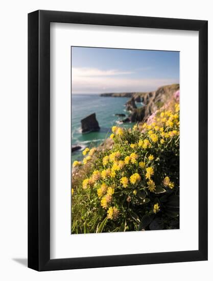 Kidney vetch flowering on cliff tops, Cornwall, UK-Ross Hoddinott-Framed Photographic Print
