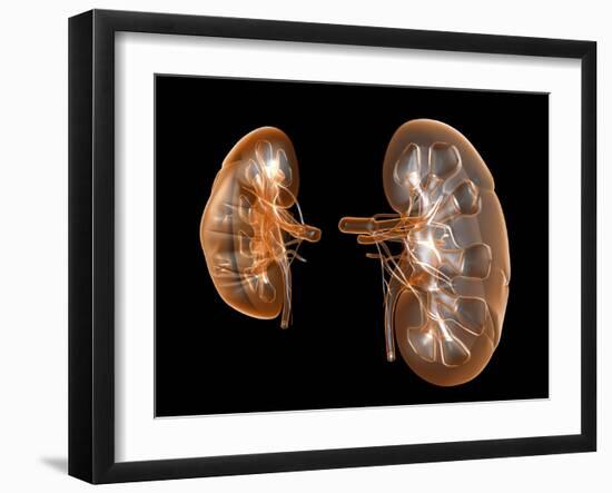 Kidneys, Artwork-PASIEKA-Framed Photographic Print