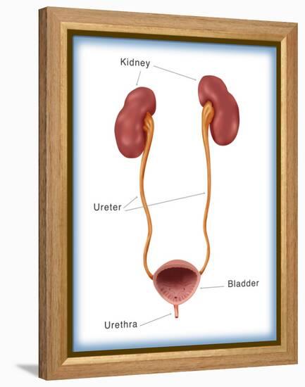 Kidneys, Ureter & Urinary Bladder, Illustration-Monica Schroeder-Framed Premier Image Canvas