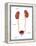 Kidneys, Ureter & Urinary Bladder, Illustration-Monica Schroeder-Framed Premier Image Canvas