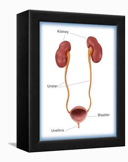 Kidneys, Ureter & Urinary Bladder, Illustration-Monica Schroeder-Framed Premier Image Canvas