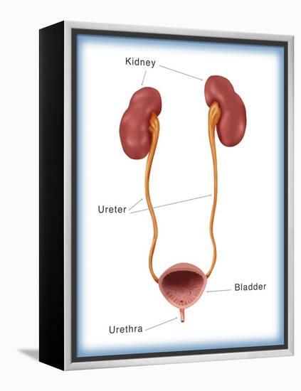 Kidneys, Ureter & Urinary Bladder, Illustration-Monica Schroeder-Framed Premier Image Canvas