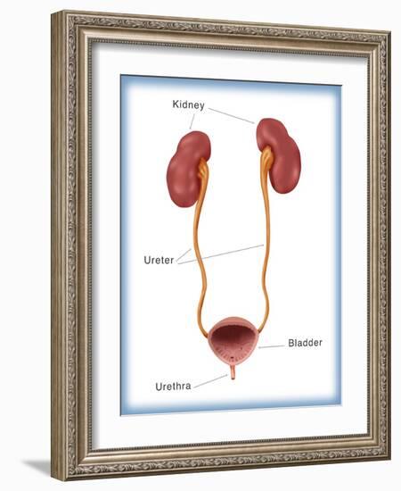 Kidneys, Ureter & Urinary Bladder, Illustration-Monica Schroeder-Framed Giclee Print