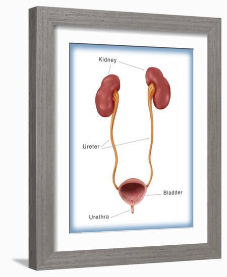 Kidneys, Ureter & Urinary Bladder, Illustration-Monica Schroeder-Framed Giclee Print