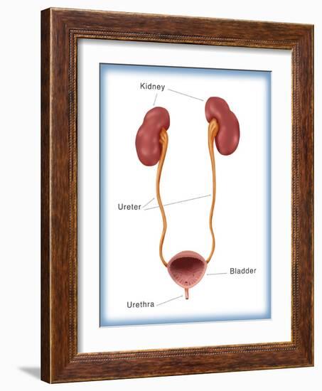 Kidneys, Ureter & Urinary Bladder, Illustration-Monica Schroeder-Framed Giclee Print