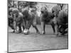 Kids Lining up Like Line Men Ready to Play-Wallace Kirkland-Mounted Photographic Print