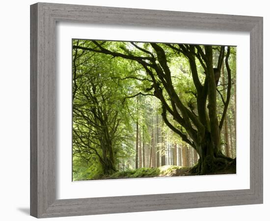 Kielder Forest Park, Northumberland, England-Paul Harris-Framed Photographic Print