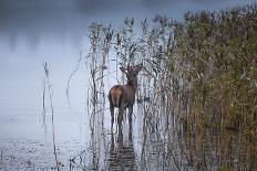 The Leaf Eater-Kieran O Mahony-Framed Photographic Print