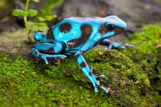 Red Eyed Tree Frog Peeping Curiously Between Green Leafs In Costa Rica Rainforest-kikkerdirk-Photographic Print