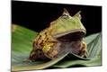 Photographic Print