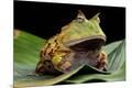 Photographic Print