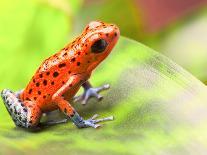 Red Eyed Tree Frog From Costa Rica Rain Forest-kikkerdirk-Framed Premier Image Canvas