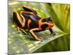 Photographic Print