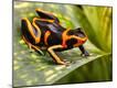 Photographic Print