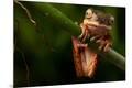 Photographic Print