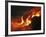 Kilauea Lava Flow Sea Entry, Big Island, Hawaii-null-Framed Photographic Print