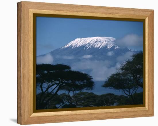 Kilimanjaro and Acacia Trees-null-Framed Premier Image Canvas