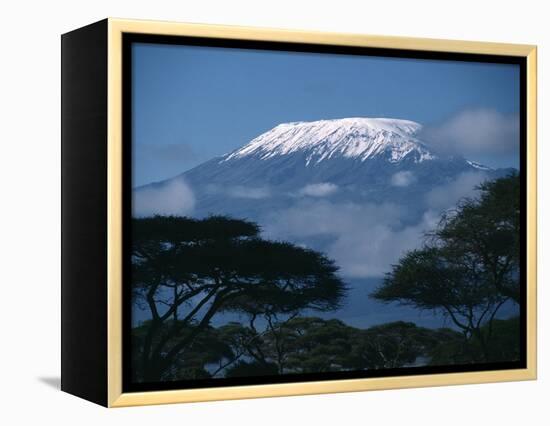 Kilimanjaro and Acacia Trees-null-Framed Premier Image Canvas