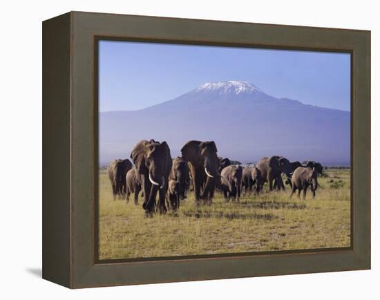 Kilimanjaro Elephants-Charles Bowman-Framed Premier Image Canvas