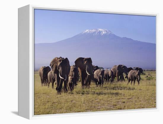 Kilimanjaro Elephants-Charles Bowman-Framed Premier Image Canvas