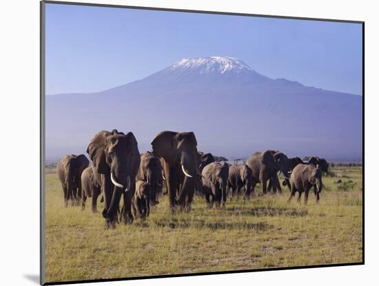 Kilimanjaro Elephants-Charles Bowman-Mounted Photographic Print