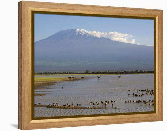 Kilimanjaro Ostriches-Charles Bowman-Framed Premier Image Canvas