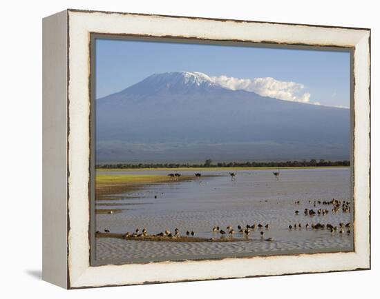Kilimanjaro Ostriches-Charles Bowman-Framed Premier Image Canvas