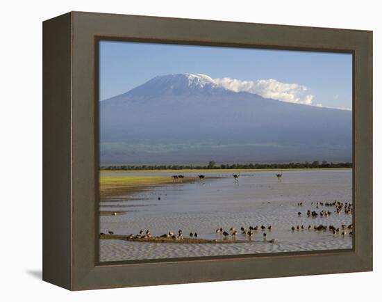 Kilimanjaro Ostriches-Charles Bowman-Framed Premier Image Canvas