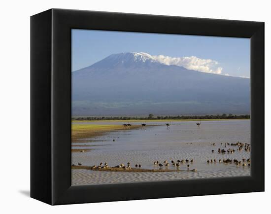Kilimanjaro Ostriches-Charles Bowman-Framed Premier Image Canvas