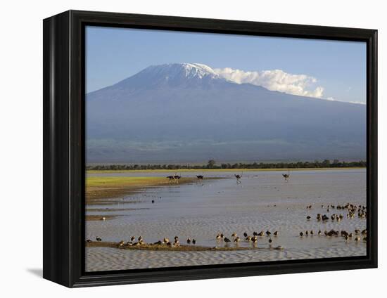 Kilimanjaro Ostriches-Charles Bowman-Framed Premier Image Canvas