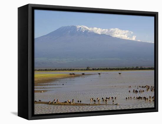 Kilimanjaro Ostriches-Charles Bowman-Framed Premier Image Canvas