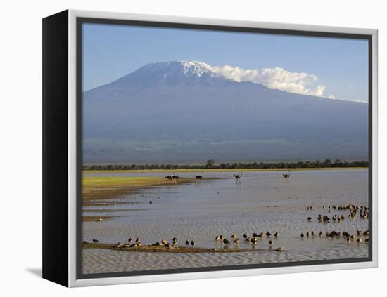 Kilimanjaro Ostriches-Charles Bowman-Framed Premier Image Canvas