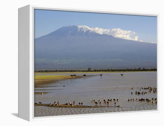 Kilimanjaro Ostriches-Charles Bowman-Framed Premier Image Canvas