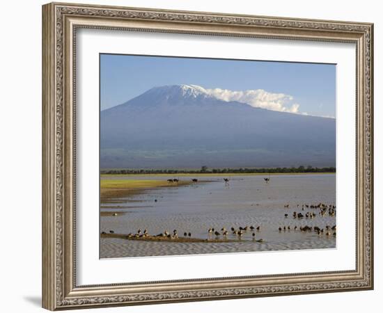 Kilimanjaro Ostriches-Charles Bowman-Framed Photographic Print