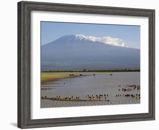 Kilimanjaro Ostriches-Charles Bowman-Framed Photographic Print