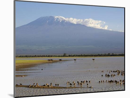 Kilimanjaro Ostriches-Charles Bowman-Mounted Photographic Print