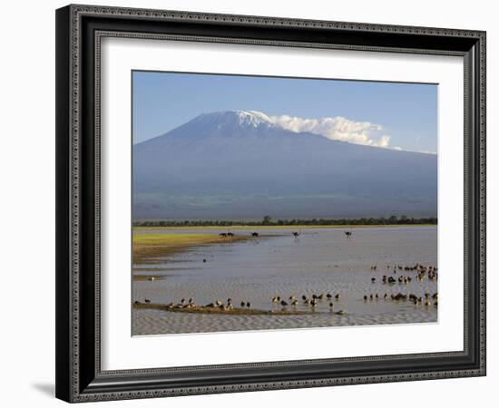 Kilimanjaro Ostriches-Charles Bowman-Framed Photographic Print