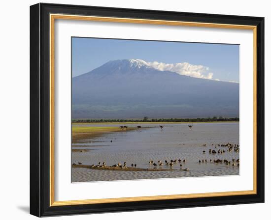 Kilimanjaro Ostriches-Charles Bowman-Framed Photographic Print