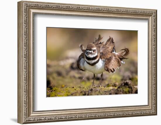 Killdeer drying feathers after a bath, Texas, USA-Karine Aigner-Framed Photographic Print