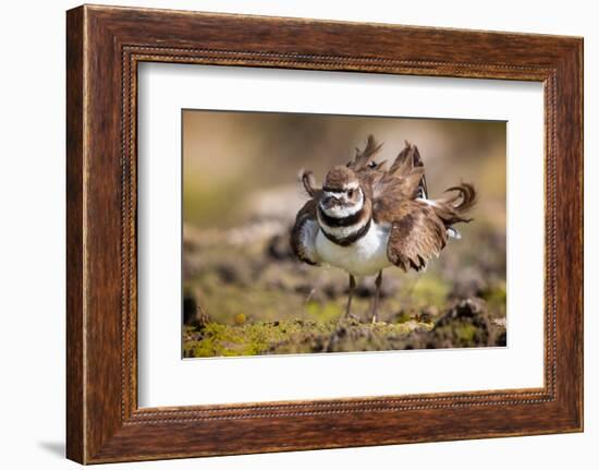 Killdeer drying feathers after a bath, Texas, USA-Karine Aigner-Framed Photographic Print