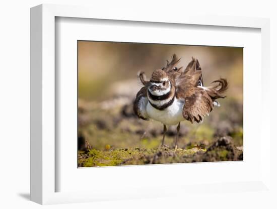 Killdeer drying feathers after a bath, Texas, USA-Karine Aigner-Framed Photographic Print