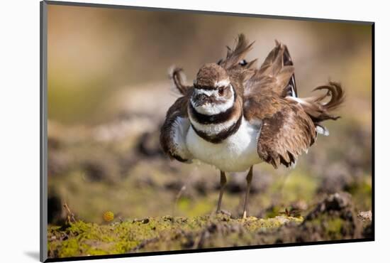 Killdeer drying feathers after a bath, Texas, USA-Karine Aigner-Mounted Photographic Print