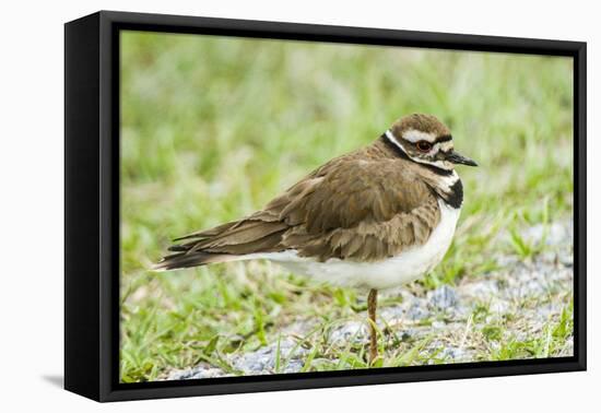 Killdeer-Gary Carter-Framed Premier Image Canvas