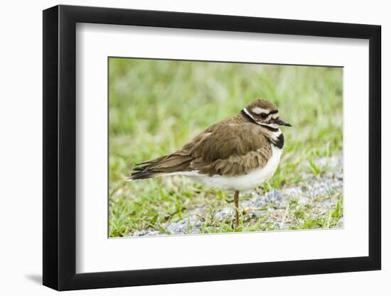 Killdeer-Gary Carter-Framed Photographic Print