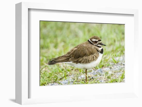 Killdeer-Gary Carter-Framed Photographic Print