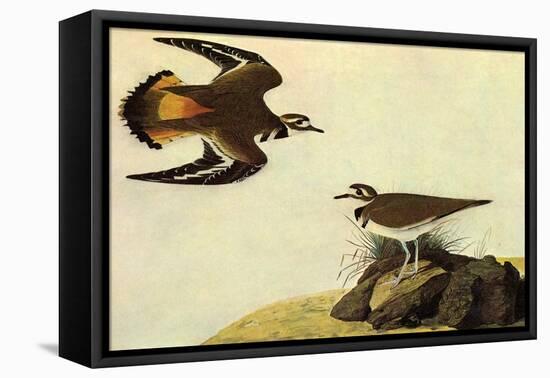 Killdeer-John James Audubon-Framed Stretched Canvas